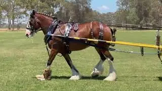 Horse 🐴 | Learn the Word &ldquo;Horse&rdquo; | Animal Vocabulary