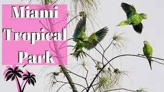 Miami Tropical Park | Birding in South Florida