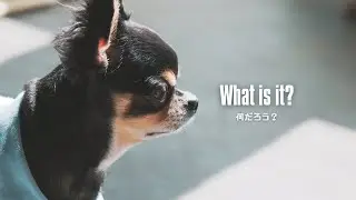 What is it? - Torajiro