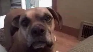 bailey the talking dog