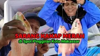 Sarang Kakap Merah di Spot Pinggiran Kota Makassar
