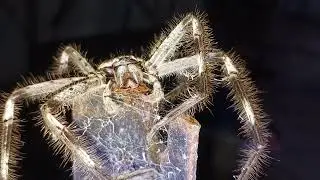 Big Spider..🕸️  Banded Huntsman