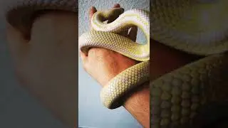 Lampropeltis Getula Californae banana stripe