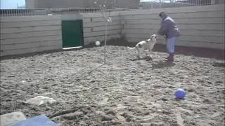 Animalinneed: Video of Abba