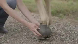 How to Put On and Take Off a Horse's Rubber Bell Boots