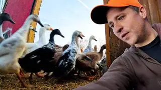Release the Quacken 🦆