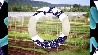 Consorcio bacteriano mejora la nodulación y el rendimiento de leguminosas