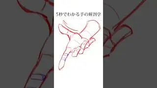 5秒でわかる手の解剖学 #デジタルアニメアート #アート #デジタルドロー #描画 #iPadProアート #アニメーション