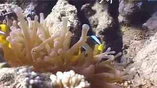 Video Sharm Scuba Service Taddo Nappeur