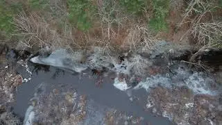 Beaver Found on the Shawsheen at Meadowbrook