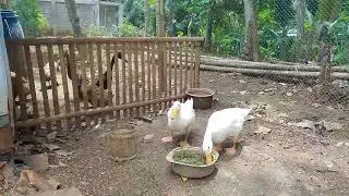 BEBEK PEKING PAKAN AZOLLA 