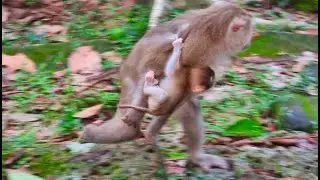Mom monkey bring her baby and run f@st es c@pe from Big monkeys
