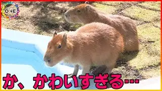 【WEB特別版】人気者だったカピバラが亡くなり…新たに2頭が仲間入り 竹島水族館がリニューアルオープン 敷地面積約2倍に