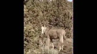 Dora The Explorer Donkey (Rescued Donkey)