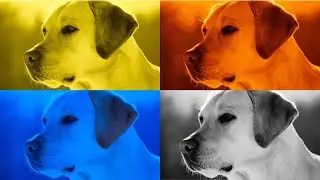 FUNNY DOGS. COFFIN DANCE. EXE 4 COLORS 4 MUSIC