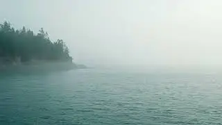 Where Ocean Meets Forest 🌊 Waves Sounds & Relaxing Instrumentals