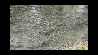 Massive Salmon Spawning in River Creek | Nature and Wildlife