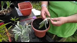 How To Root Sage Cuttings