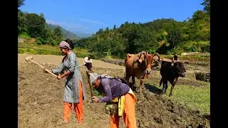 Rural Life In India  || India Village
