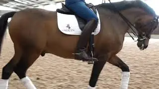 Warming up the advanced horse with Gareth Hughes
