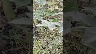 farmimg#vegetables#bottle gourd#lauki#desi#village life#rural india