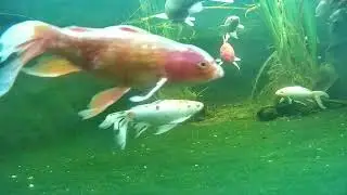 Pond and Turtle cam