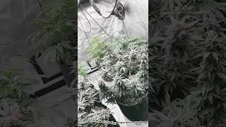 #Let me tell you something&hellip; #patiencemakespotency.&rdquo;#growshorts#autoflower#homegrow#growdiary#gamble