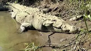 Krokod&yacute;l americk&yacute;. The American crocodile, Crocodylus acutus is a river lord