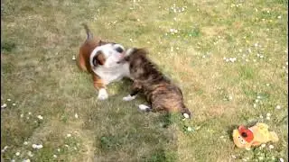 ACCEUILLIR SON CHIOT BULLDOG CONTINENTAL  