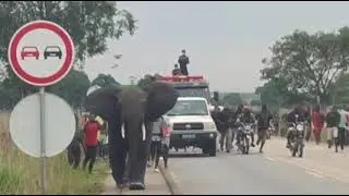 Elefante invade Malanje - Angola