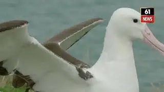 A Royal Albatross Can Fly for 13 Straight Months | Incredible Bird Facts