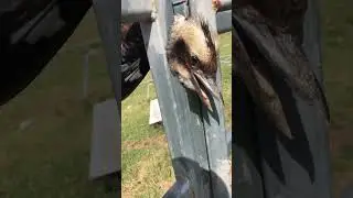 Woman Rescues Kookaburra Bird with Head Stuck in Fence