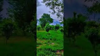 Cherry Garden for sale in Gilgit
