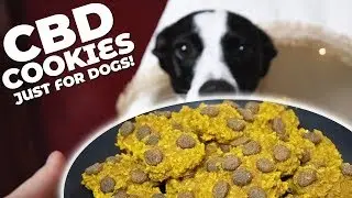 CBD Treats for Dogs&nbsp;| Easy Recipe to Calm & Celebrate Your Pup