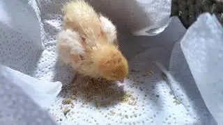Rescue Quail eating and drinking