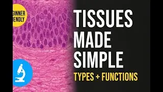 What Are Epithelial Tissues and Types? | Complete Histology Guide with Glands, Ducts & CT