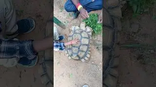 #pranipetsanctuary #tortoise #tortoisevideo #tortoisefeeding