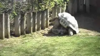 Turtle sex, zoo porn lol