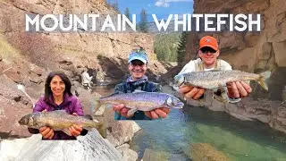 Mountain Whitefish Colorado Fly Fishing {Catch Clean Cook: Smoked Whitefish Salad}