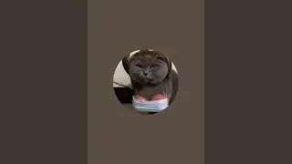 Sr Animal sedang live sekarang!