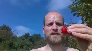 The silent revolution - Rose hip/Nypon (Beach rose, Vresros, Rosa rugosa and so on)