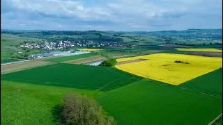 Raps - Felder bei Egringen