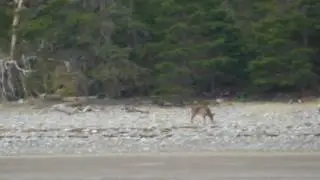Deer on shore of Lawlor's Island
