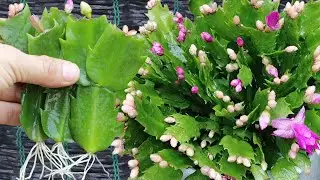 Propagating Christmas Cactus: The Complete Guide