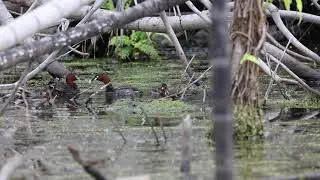 Little Grebe Family