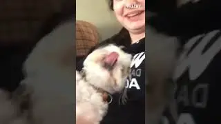 Bless you, sir!  😂🐶 #Dog #Sneeze #Funny #shorts