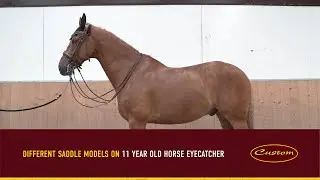 Our Saddle Models on 11-year-old Horse, Eyecatcher