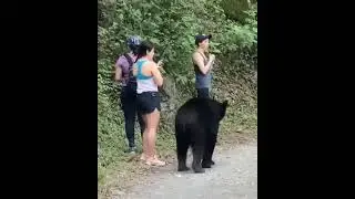 TURISTA COM UM  URSO GIGANTE  E FAMINTO  DO SEU LADO