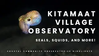 Kitamaat Village Observatory: Seals, Squids, and More!