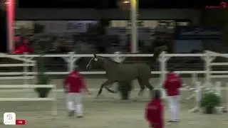 CAVALIER RUSSE Z - Stallion 2018